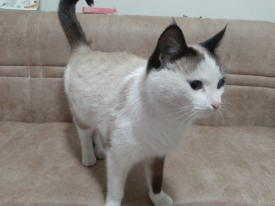 Голубаглаза кошка