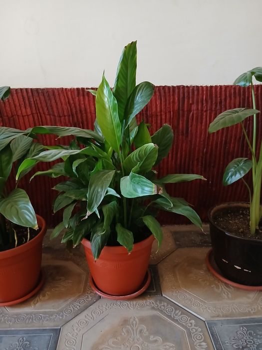 Tuvak gullar sonic 2ta