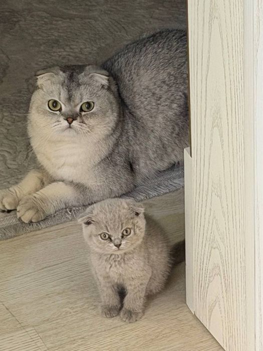 Скотиш фолд котенок