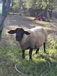 Oi suffolk tinere