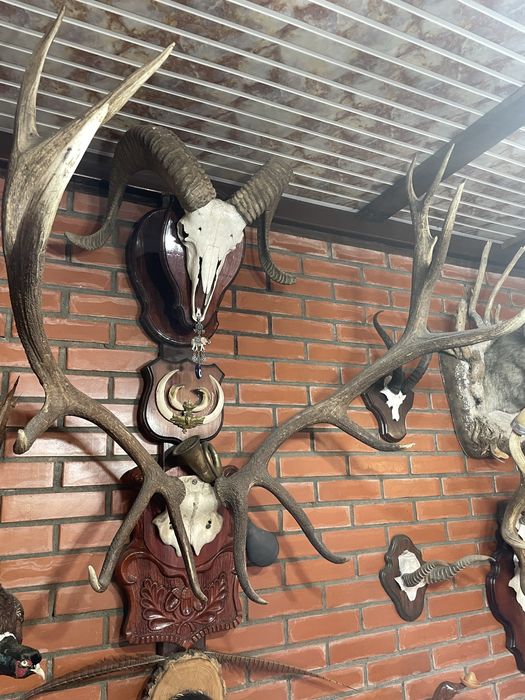 Коллекция рогов