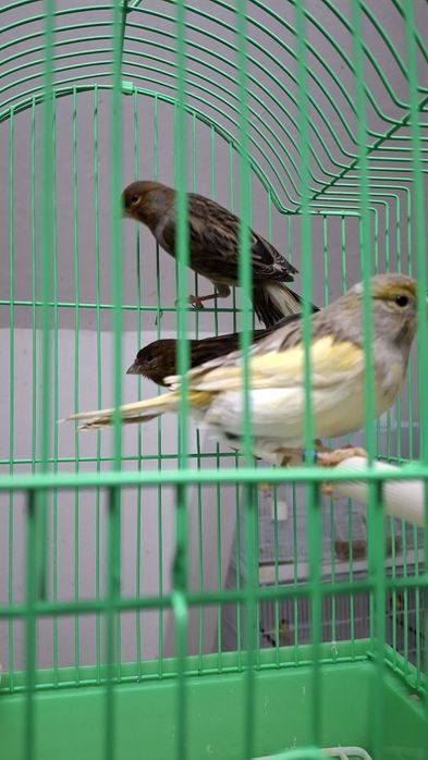 Colivii ,diferite culori