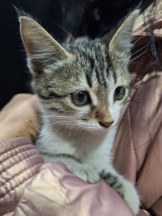 Отдам даром котёнка девочку