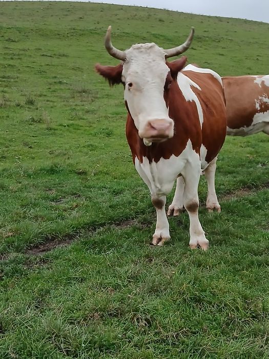 Vaca de abator de vânzare