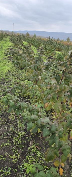 2 lei x100 buc zmeur remontant.delniwa si soi polonez