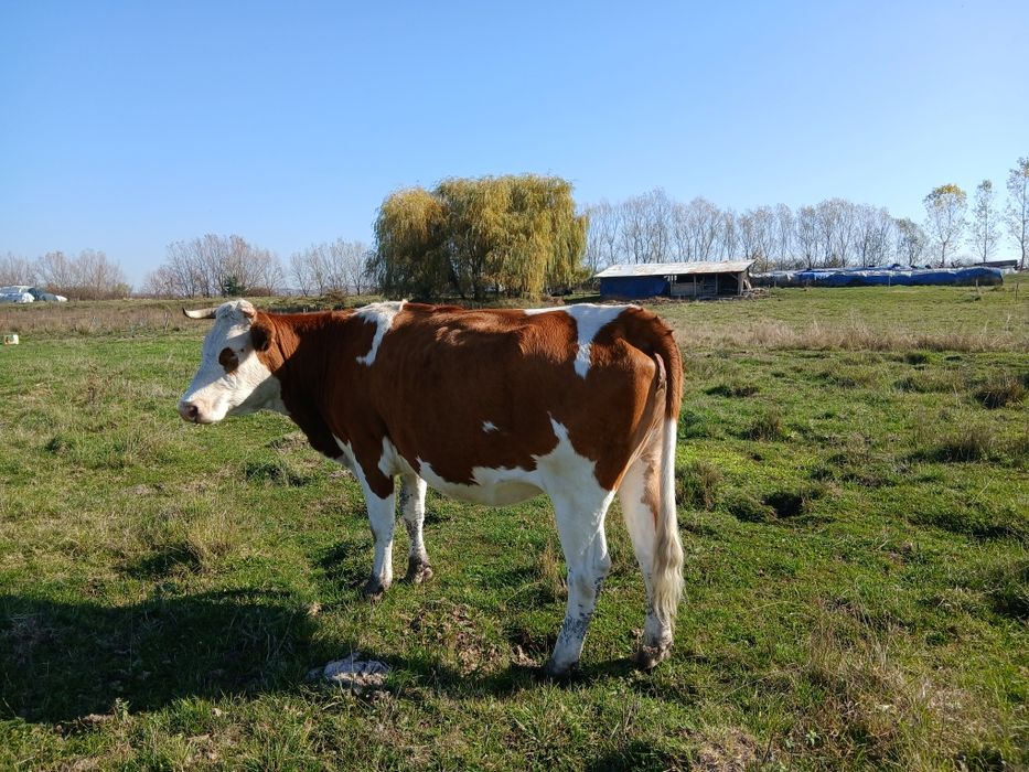 Vând bălțată românească gestantă in 8 luni