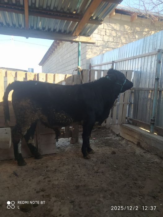 Ассалаумағалейкум осы жасына толмаған бұқа сатылады