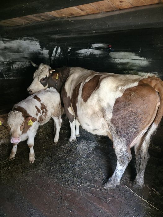 Vind vaca de 8 ani cu vital