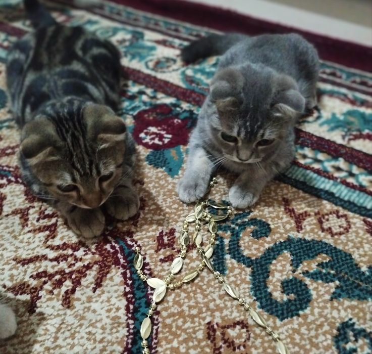 Скоттиш фолд угил киз