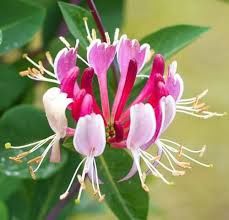 Lonicera japonica    ..