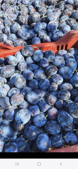Vindem prune avem disponibil orice cantitate!
