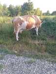 Vaca balțata românească