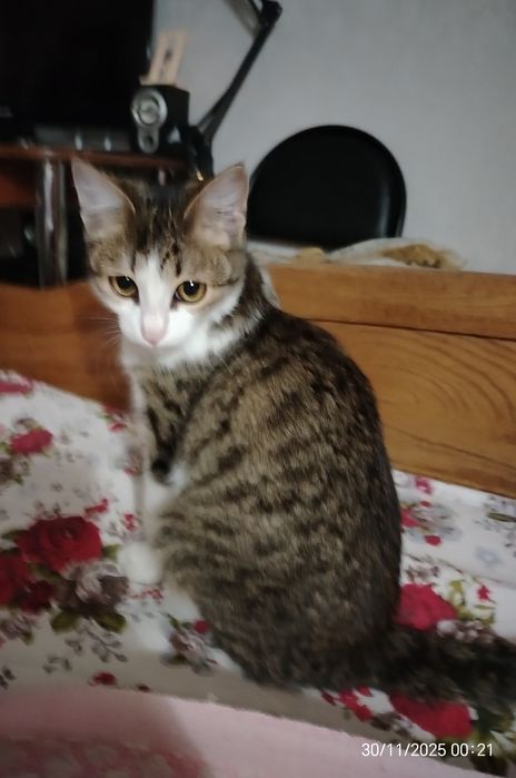 Котик Мурзик ок. 5 мес. В любящую, ответственную семью.