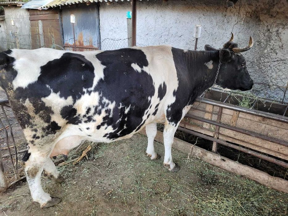 Vand vaca gestanta