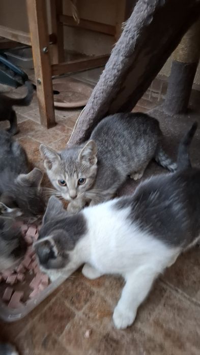 Puiuti de pisica care isi cauta o nouă casuta