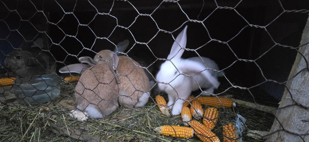 Vând 6 iepurași frumoși