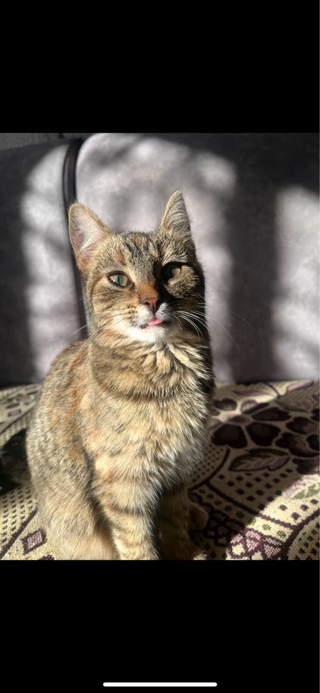 Отдаю бесплатно котенка девочку