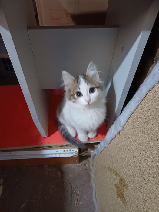 Малыши котята срочно ищут дом