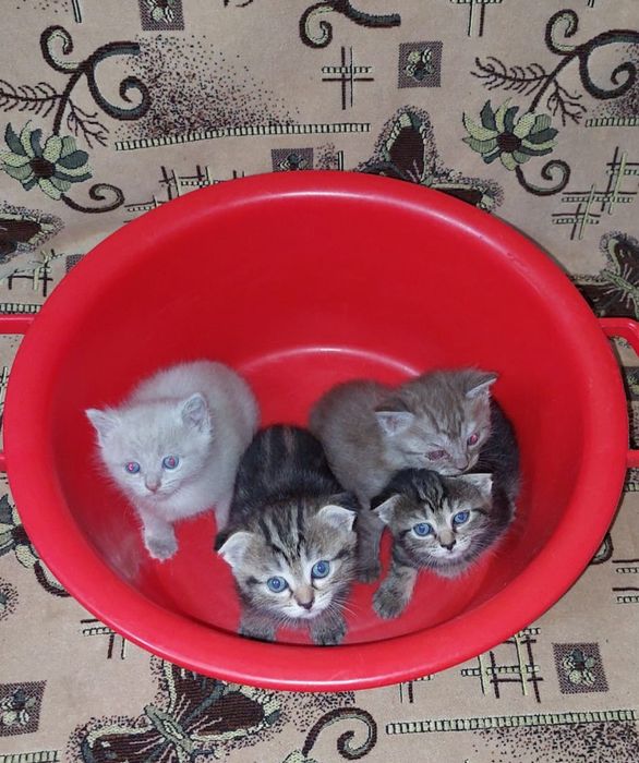Продам котят британские шотландские вислоухие. Котята, котенок