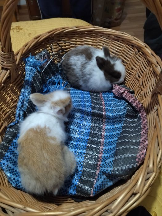 Iepurași cap de leu pt cadou