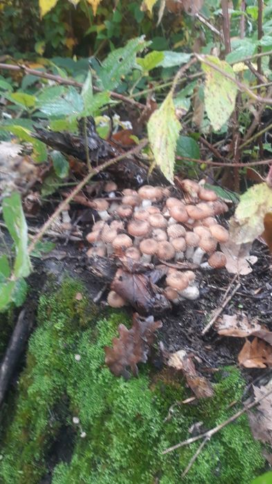 Vand ghebe 35 de lei kg