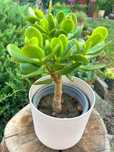 Crassula ovata (copacul banilor)