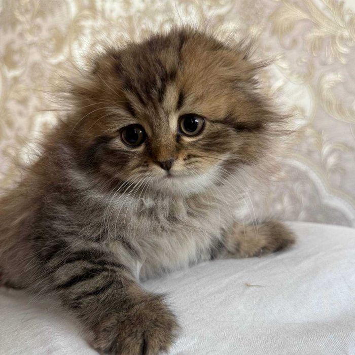 British highland fold тоза пародалик мушукчалар сотилади