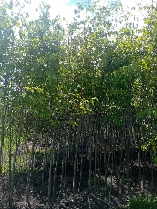 Pepinieră vând tei mirositor de floare