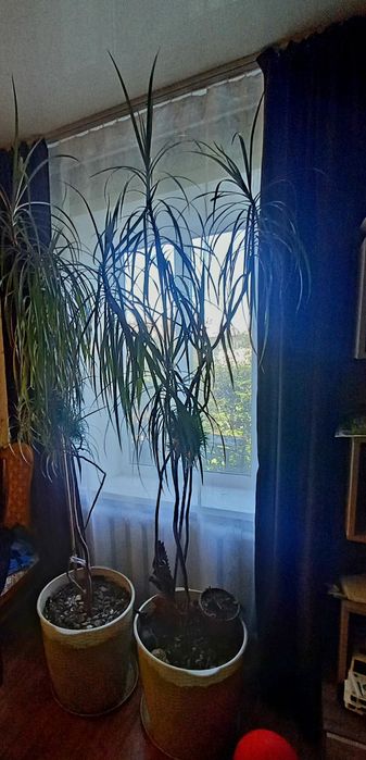 Продам пальму дроцену