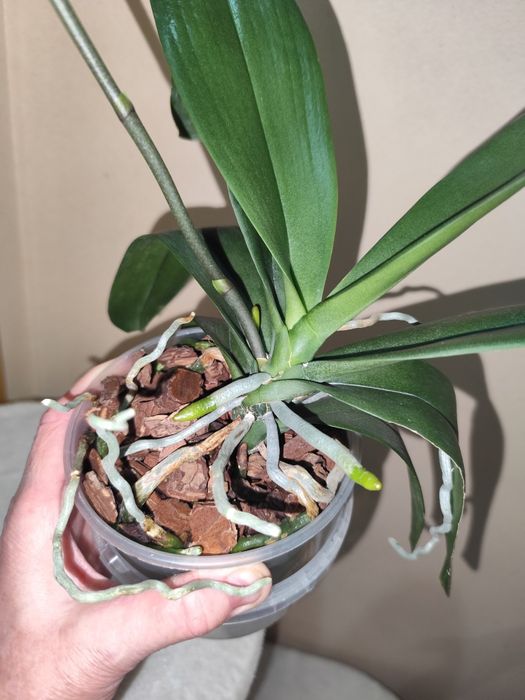 Продаю орхидею Дикий кот