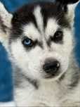 Mascul husky siberian