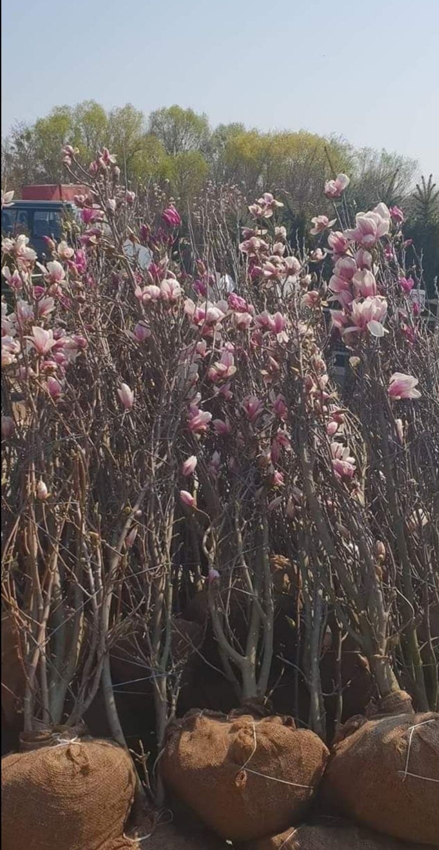 Magnolia mesteacan tei mirositor