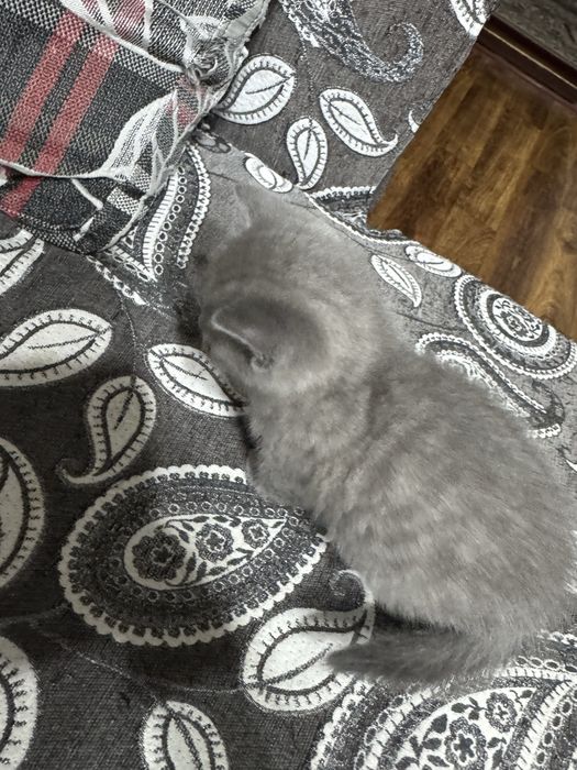 Продается котенок скоттиш страцт девочка