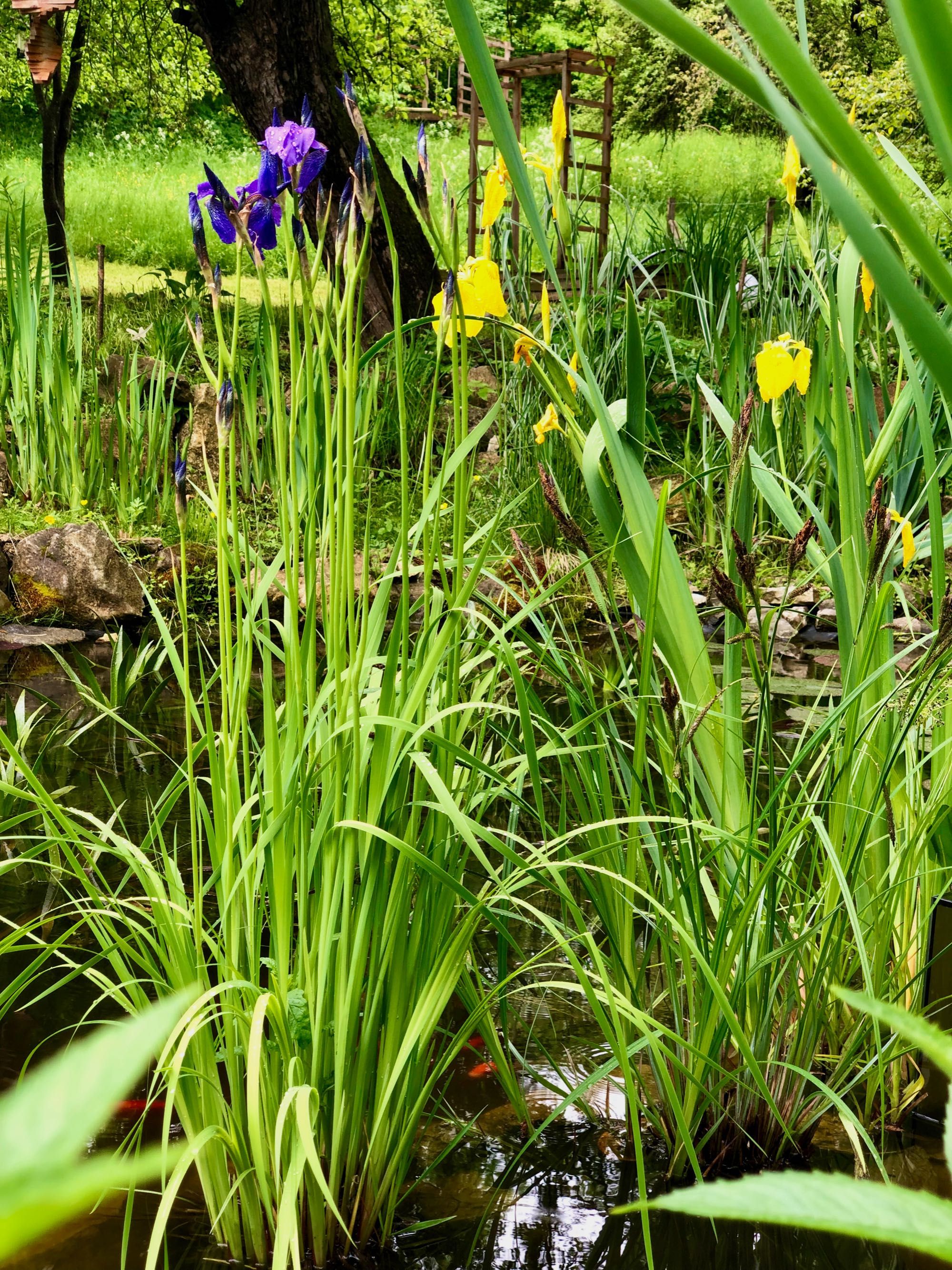 Iris sibirica, iris albastru, planta de iaz, balta, mlastina