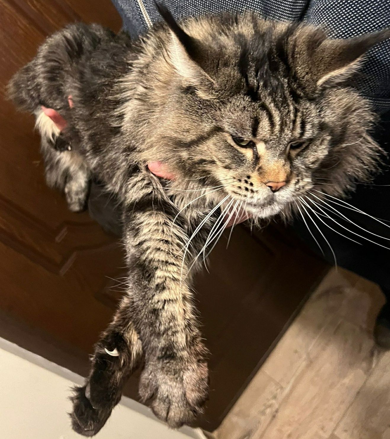 Maine Coon Puiuti de Vanzare rasa pura talie xxl