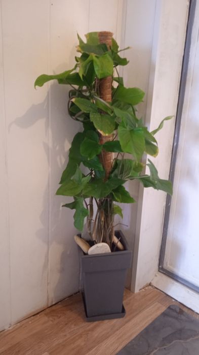 Продаю комнатный цветок