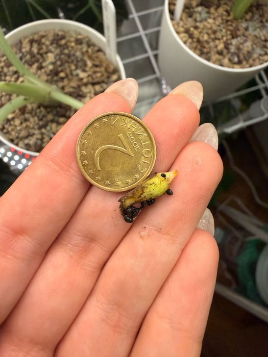 Alocasia Black Velvet Pink Var. Грудка