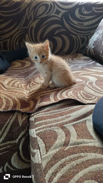 Отдам котят в хорошие руки