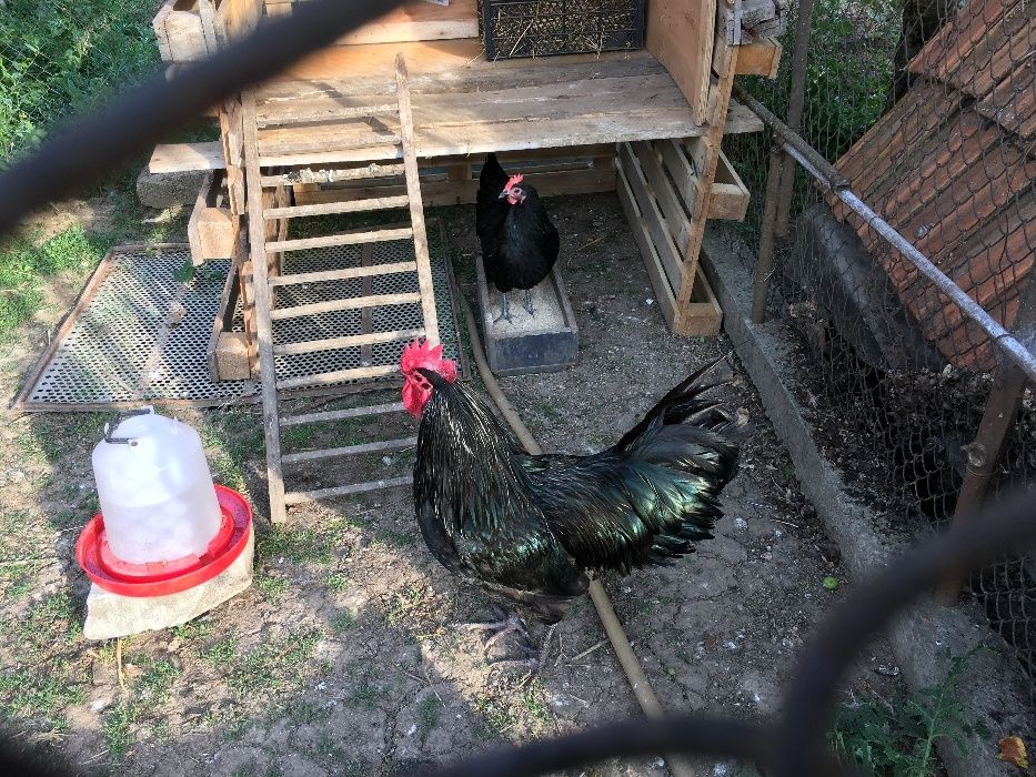 australorp oua pentru incubat australorp