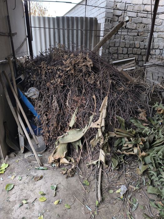 Дрова бесплатно отдам