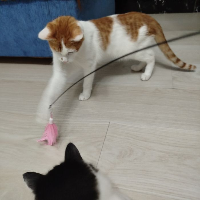 Рыжий котенок ищет любящий дом