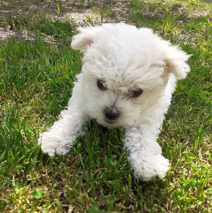 Bichon Maltez Mini Toy - 8 săptămâni