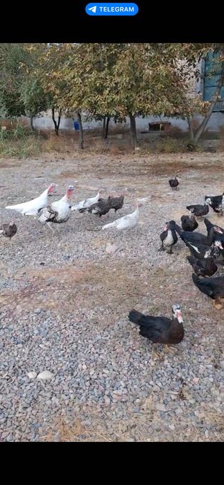 Индоутка сотилади, кичкина ва катта