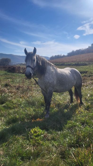 Iapa de 8 ani gestanta in 5 luni