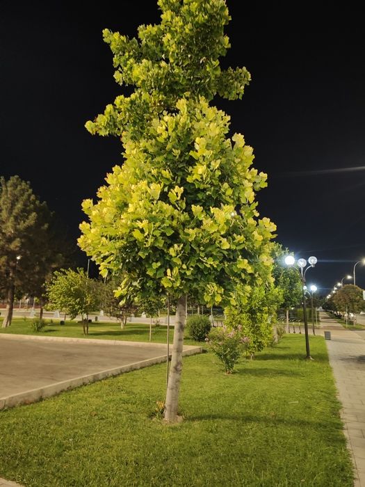 Lola daraxtlari тюльпаний дерево