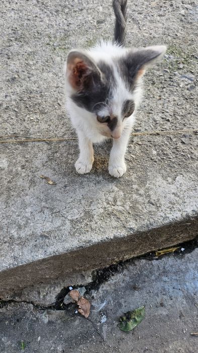 Donez 3 pisici jucăușe si blande