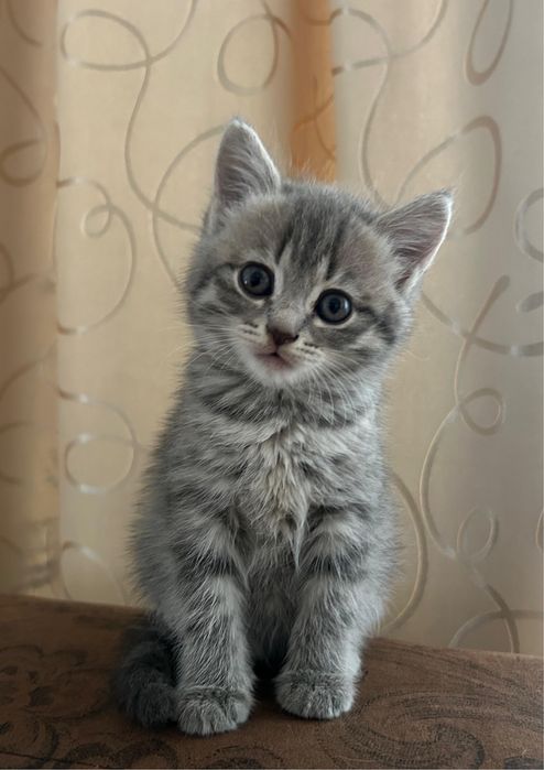 Отдам котенка в добрые руки