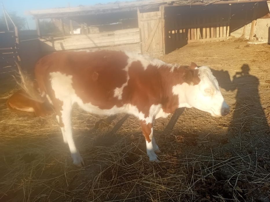 Продам тёлку 1,5 года, здоровая и упитанная