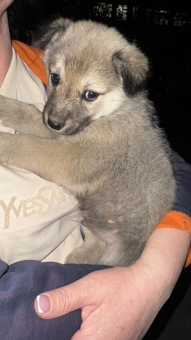 Щенок маленький