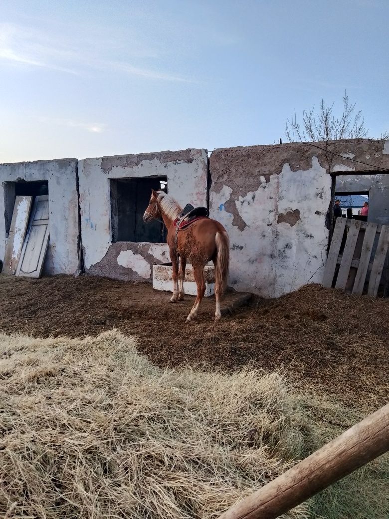 Продам жеребчика